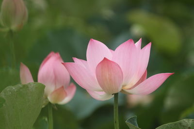 Close-up of pink lotus 