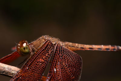 Close-up of insect on wood