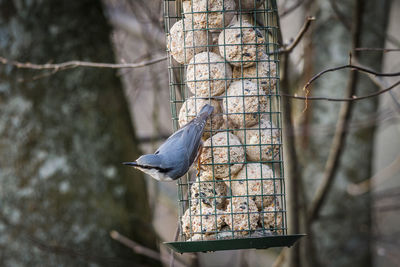 Close-up of bird perching on branch