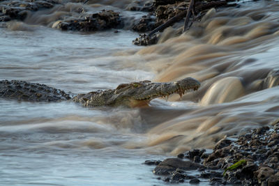 Nile crocodile waits for fish on waterfall