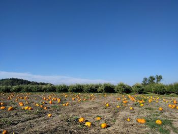 Scenic view of field against clear blue sky