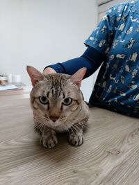 Portrait of tabby cat at home