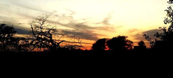 Silhouette of trees at sunset