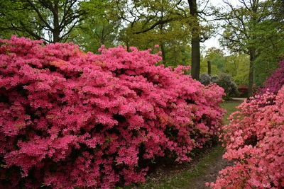 Pink flowers on tree against sky