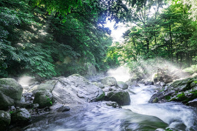 Scenic view of waterfall in forest