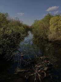 Scenic view of lake in forest against sky