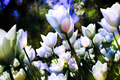 Close-up of white flowering plants