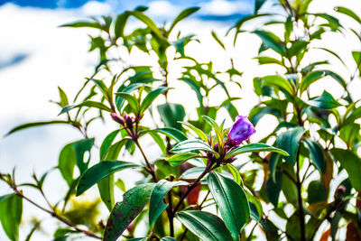 Low angle view of flowering plant against sky