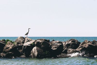 Bird perching on rock by sea against clear sky