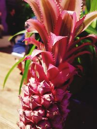 Close-up of flowers