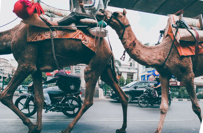 View of horse cart on street in city