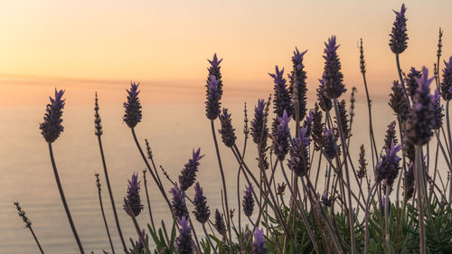 Close-up of plants growing on field against sky during sunset