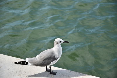 Close-up of bird perching on water