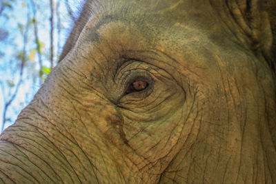 Close-up of elephant