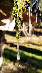 Close-up of frozen plant