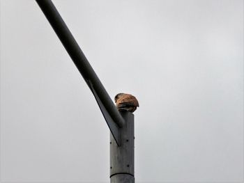 Low angle view of bird perching on metal against sky