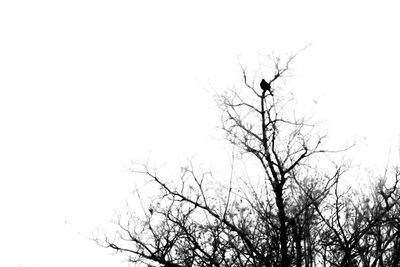 Low angle view of bird perching on bare tree