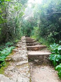 Footpath amidst trees in forest