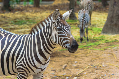 Side view of a zebra