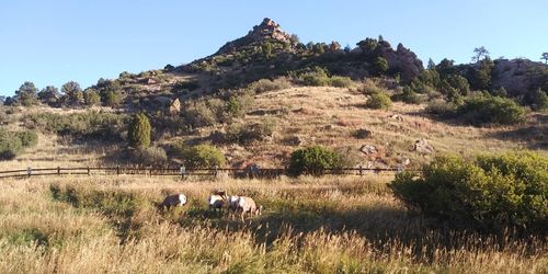 View of a sheep on landscape