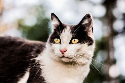 Close-up of cat looking away