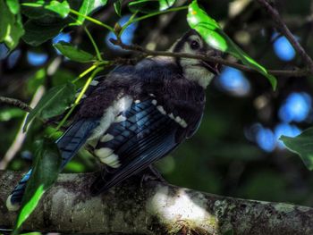 Close-up of bird perching on tree