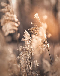 Close-up of plant during winter