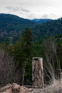 Scenic view of trees in forest against sky