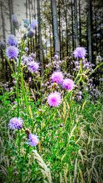 Close-up of purple flowers blooming in field