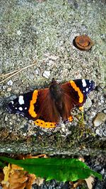 High angle view of butterfly perching on flower