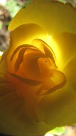 Close-up of yellow flower