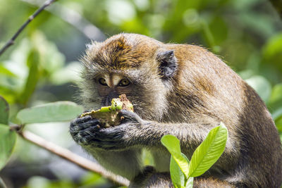 Monkey eating fruit