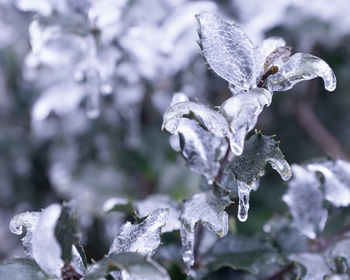 Close-up of frozen plant during winter