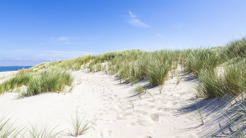 Plants growing on beach against sky