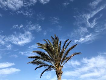 Low angle view of palm tree against blue sky