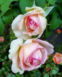 Close-up of pink rose blooming outdoors