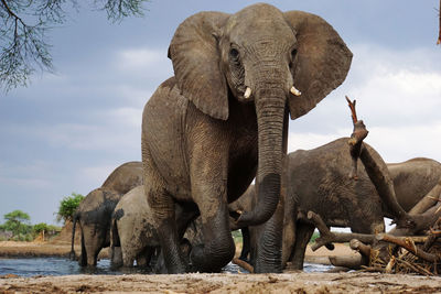 View of elephant against sky