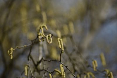 Close-up of dry plant on tree