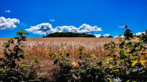 Plants growing on field against blue sky