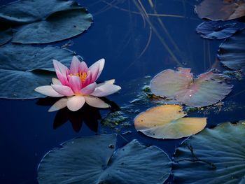 Close-up of lotus water lily in pond