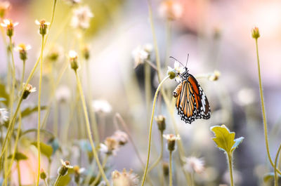 Close-up side view of butterfly on flower