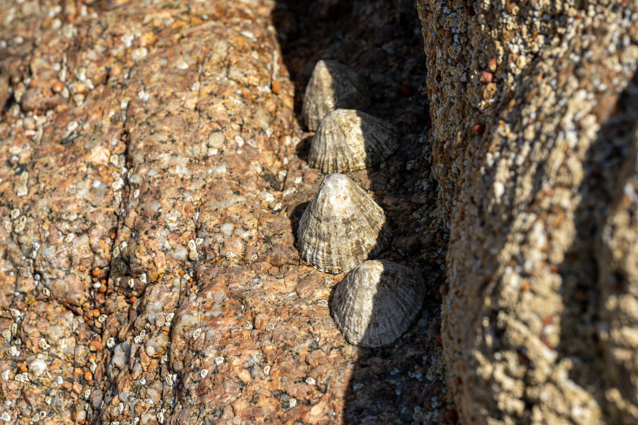 wildlife, soil, nature, close-up, no people, day, reptile, textured, animal, animal wildlife, sunlight, animal themes, tree, outdoors, tree trunk, rock, trunk, one animal, wood, leaf, land, rough, macro photography, plant