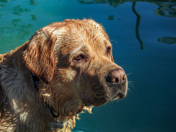 Close-up of dog in lake