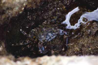Close-up of insect on rock
