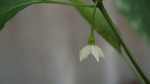 Close-up of plant growing outdoors