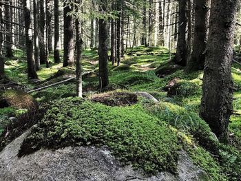 Trees growing in forest