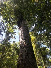 Low angle view of tree against sky