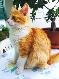 Close-up of a cat looking away