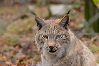 Feldkirch, austria, february 17, 2024 lynx in a wild life park shot is taken through a fence