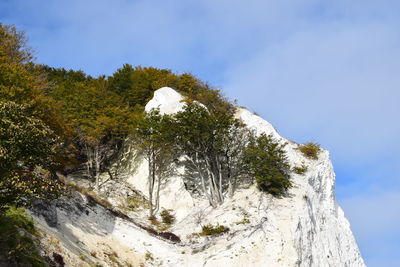 Trees on cliff against sky